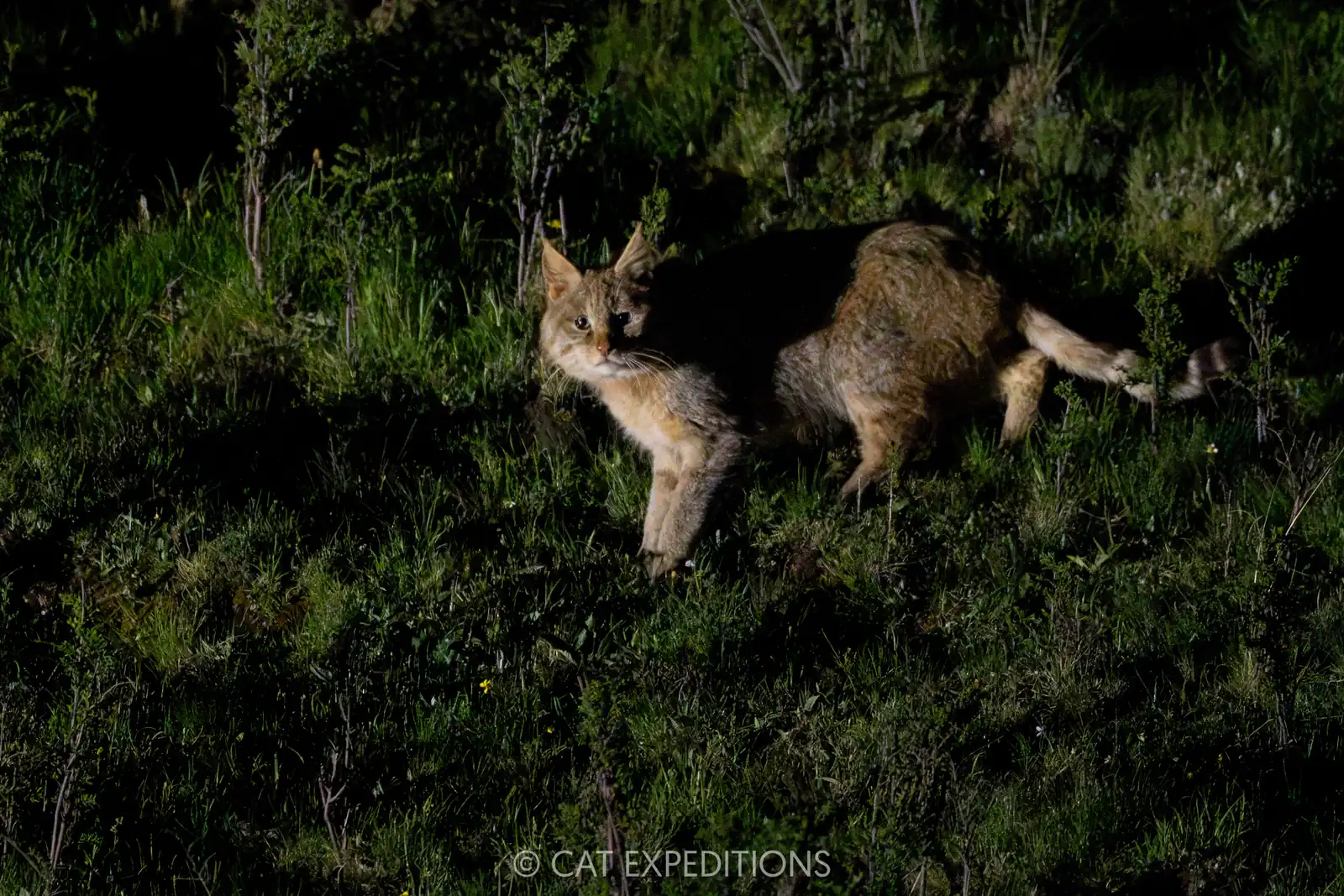Chinese Mountain Cat male at night, Sichuan, China.