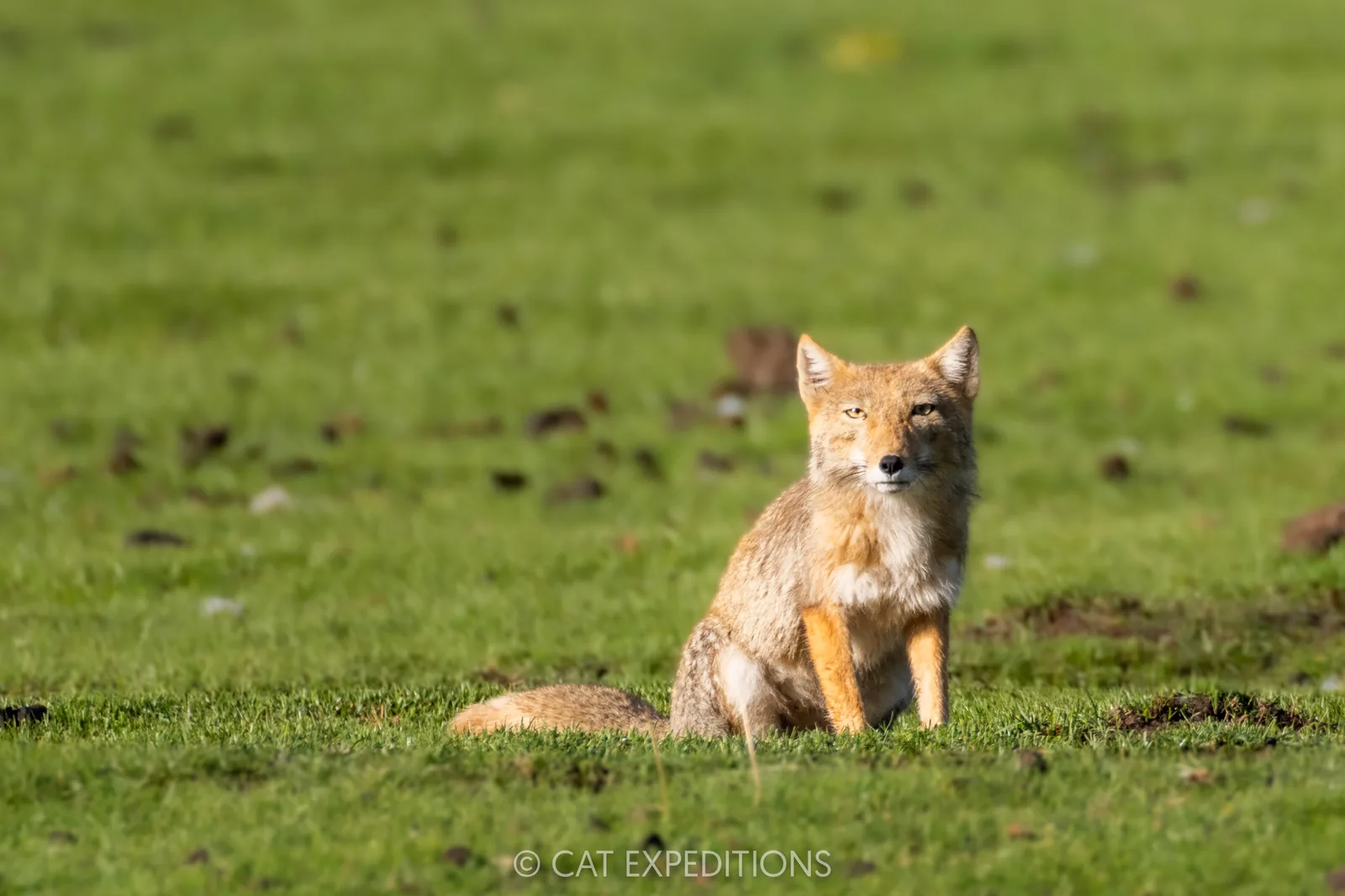 Tibetan Fox, Sichuan, China.