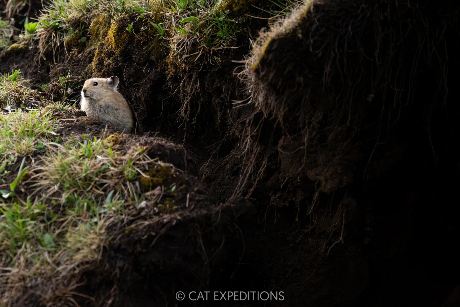 Plateau Pika, Sichuan, China.