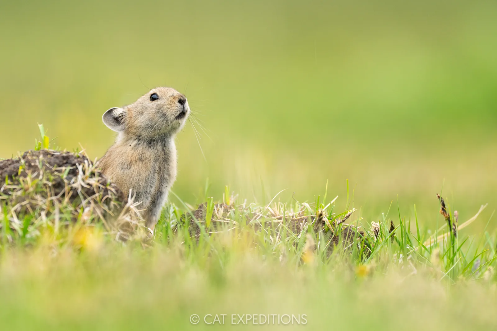 Plateau Pika, Sichuan, China.
