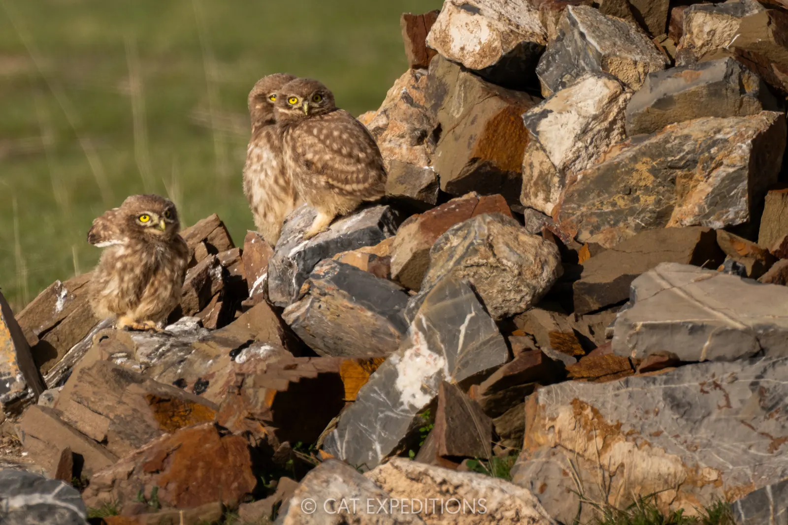 Little Owl chicks in Sichuan, China.