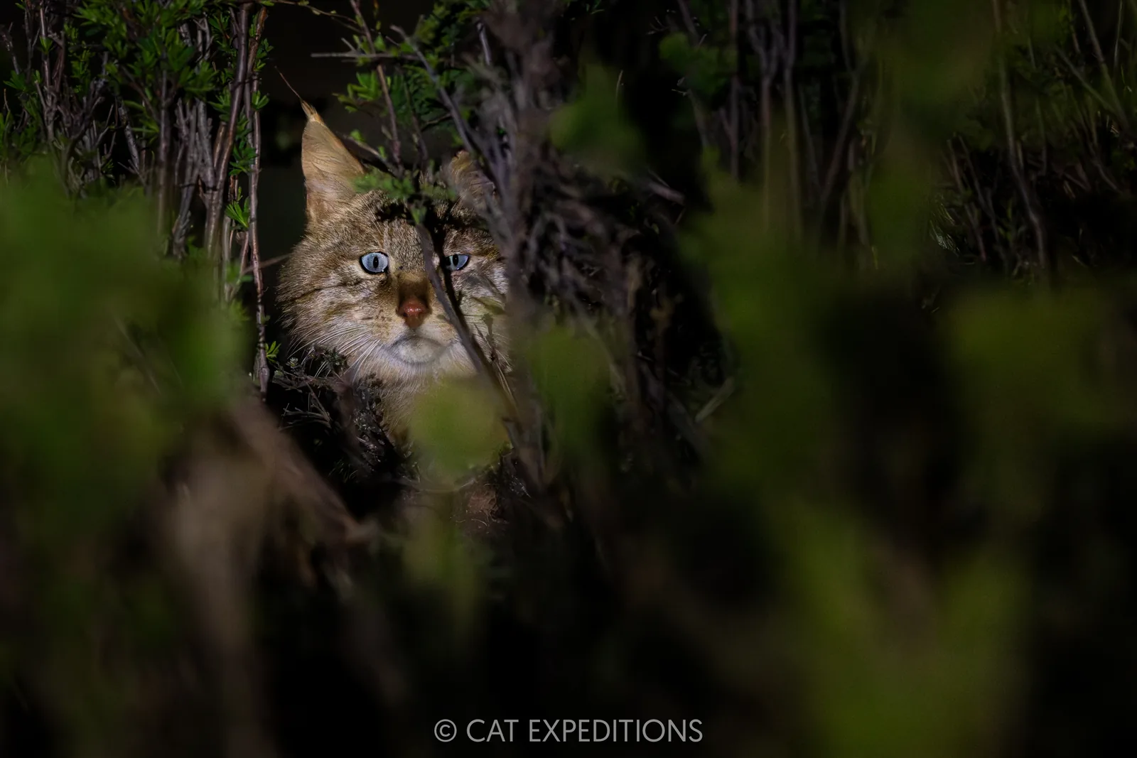 Chinese Mountain Cat Male at Night, Sichuan, China.