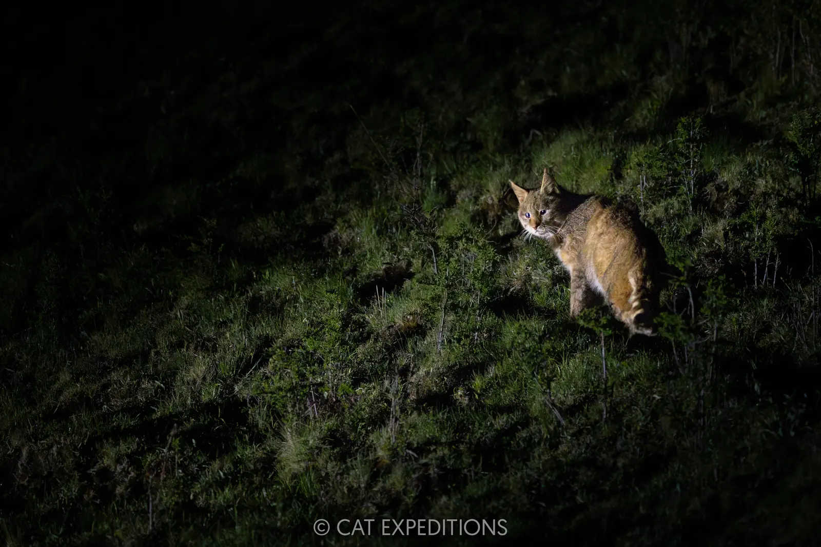 Chinese Mountain Cat Male at Night, Sichuan, China.