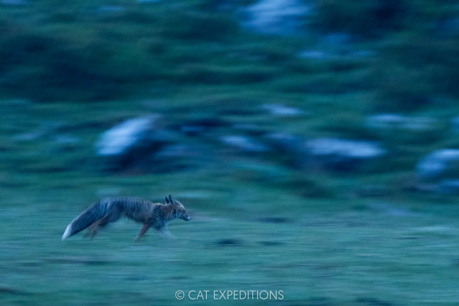 Red fox running at dawn, Sichuan, China.