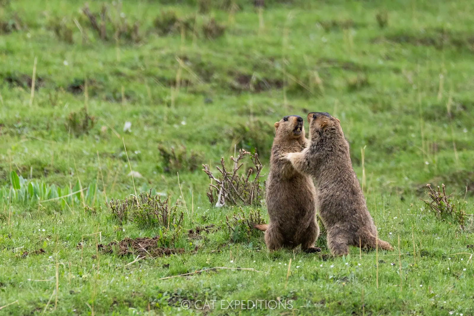 Himalayan marmots fighting, Sichuan, China.