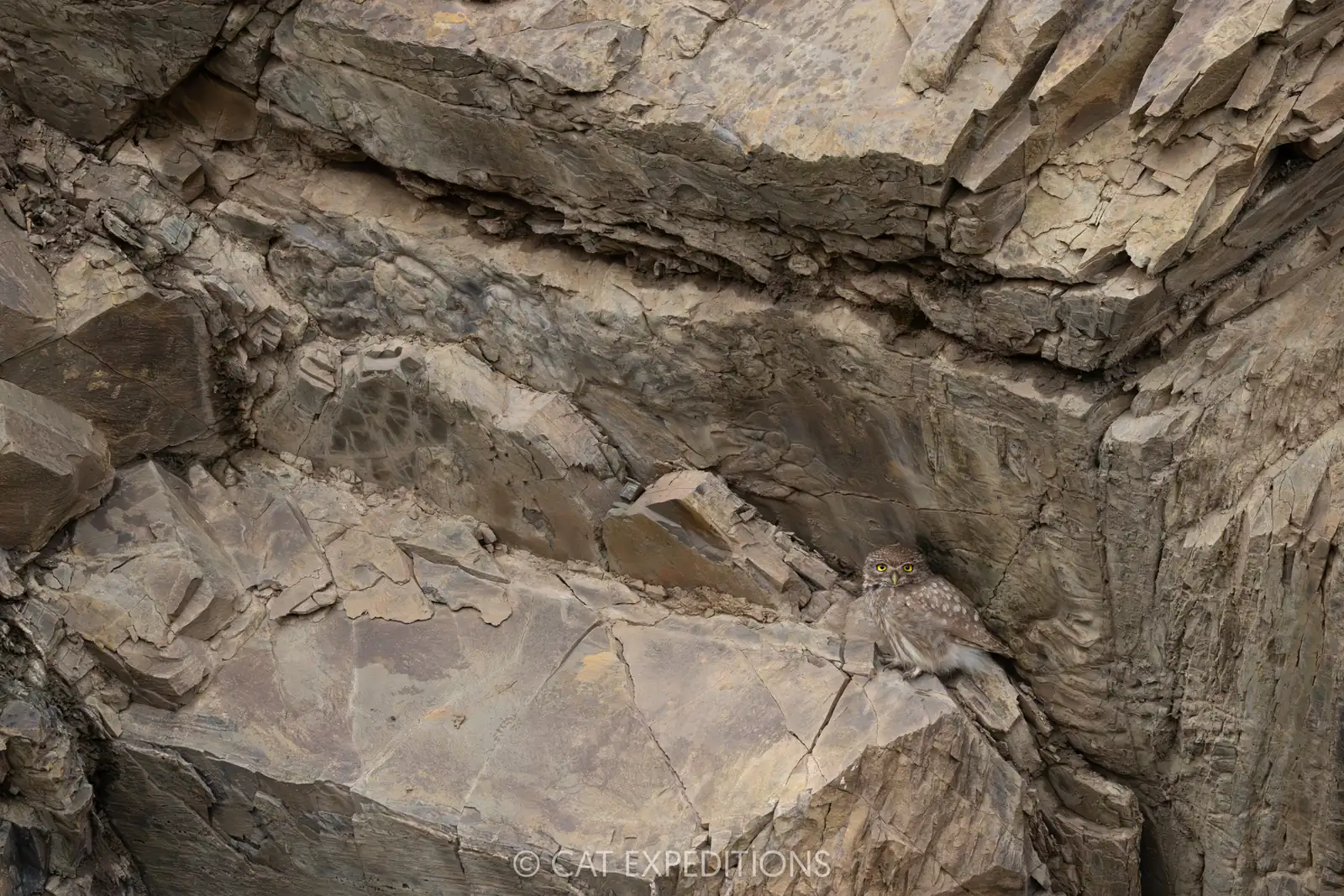 Little Owl camouflaged in rocks, Sichuan, China.