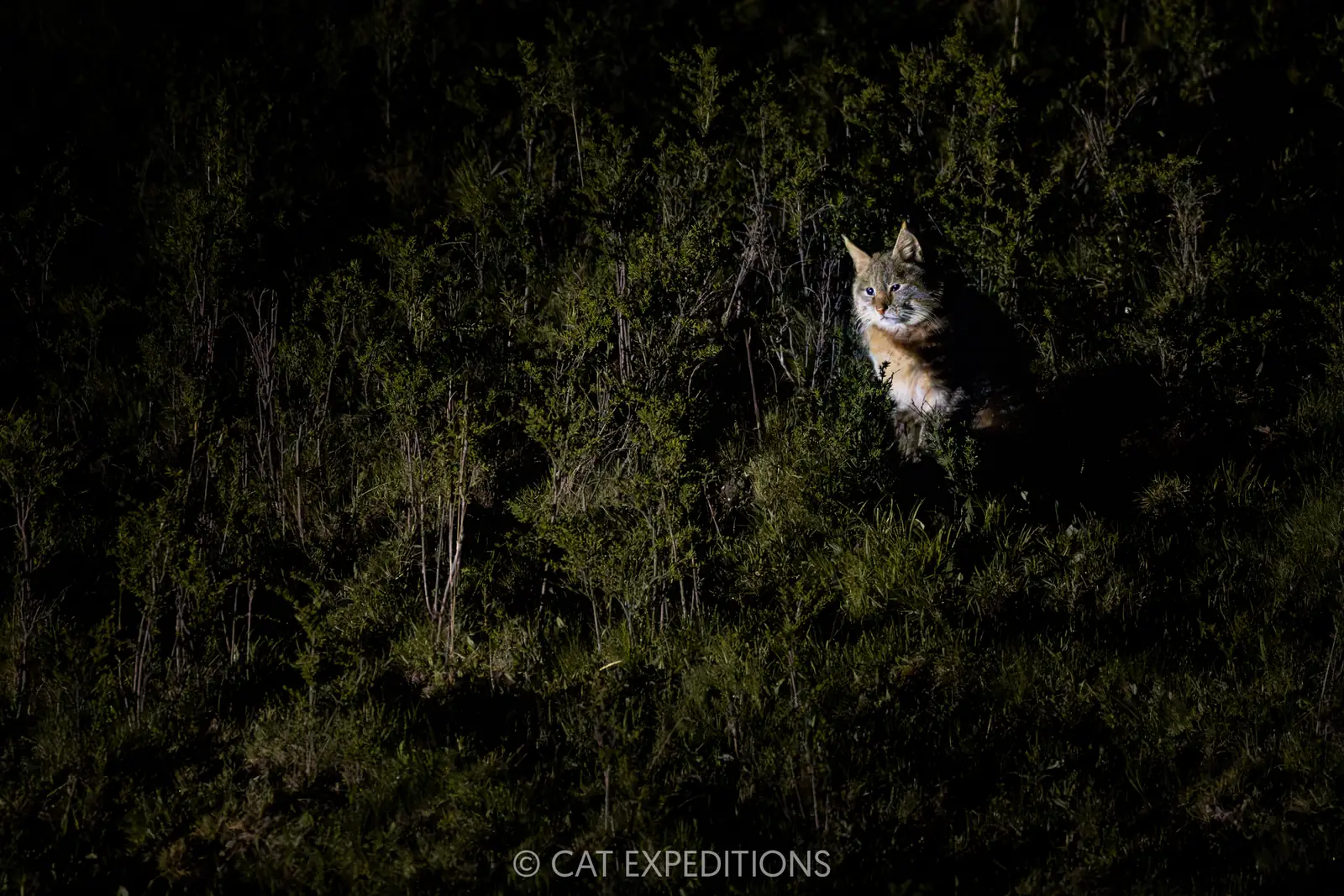 Chinese Mountain Cat male on hillside at night, Sichuan, China.