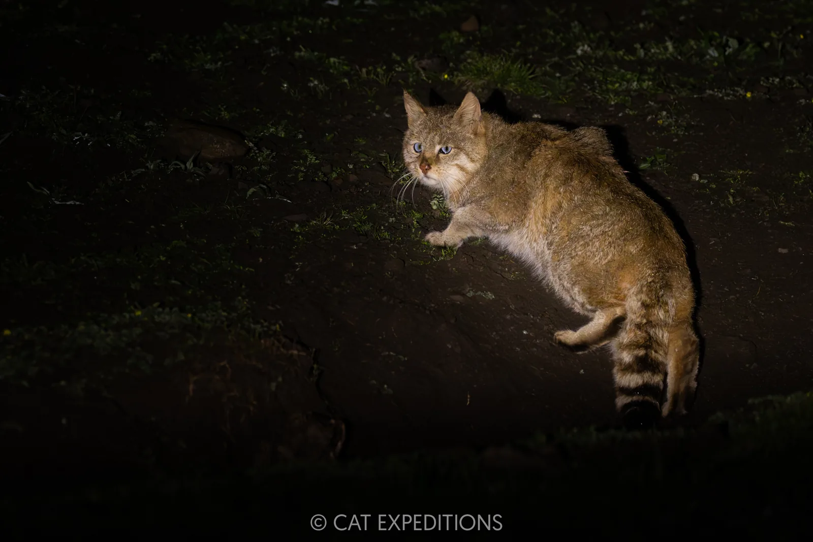 Chinese Mountain Cat male stalking at night, Sichuan, China.