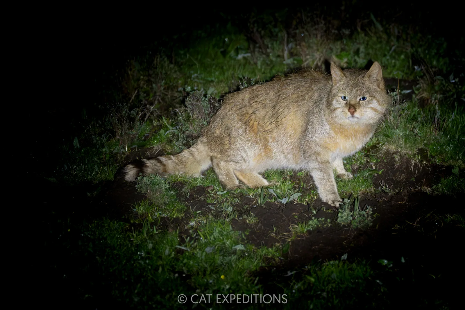 Chinese Mountain Cat male at night, Sichuan, China.