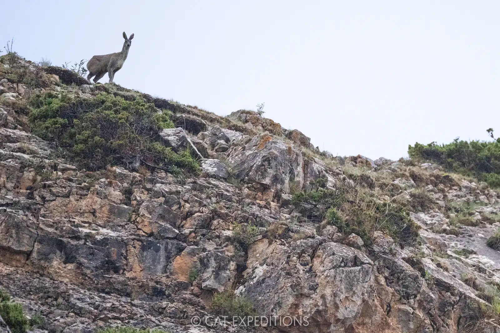 Alpine Musk Deer, Sichuan, China.