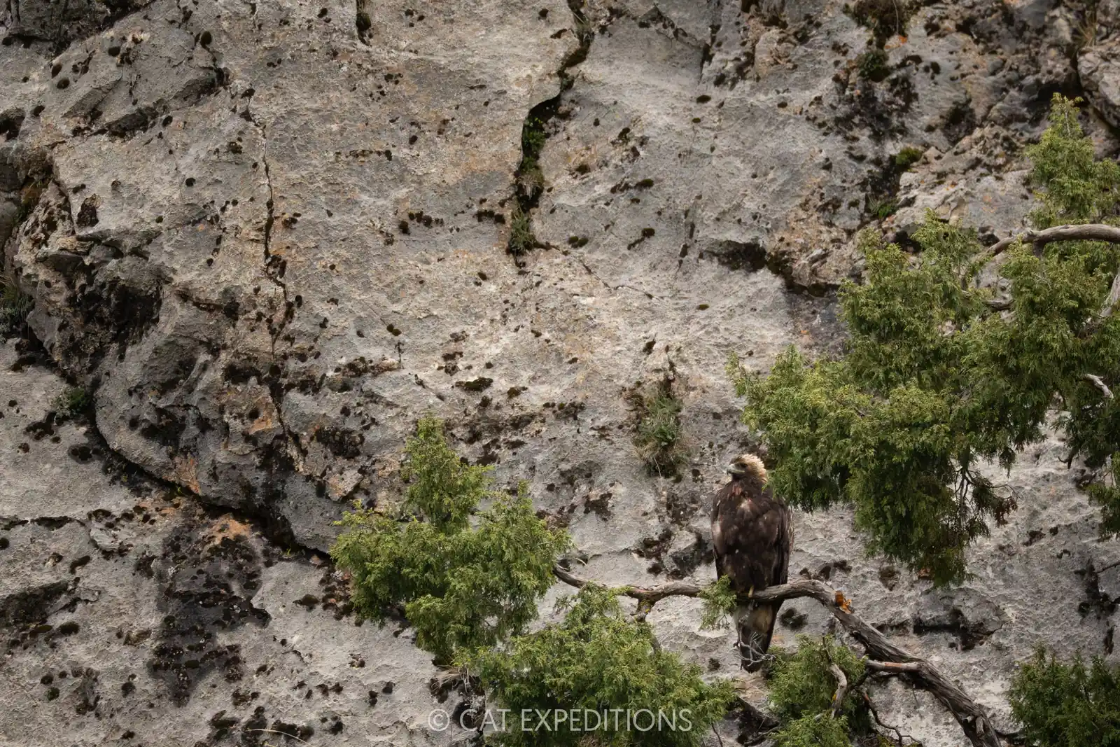 Golden Eagle, Sichuan, China.