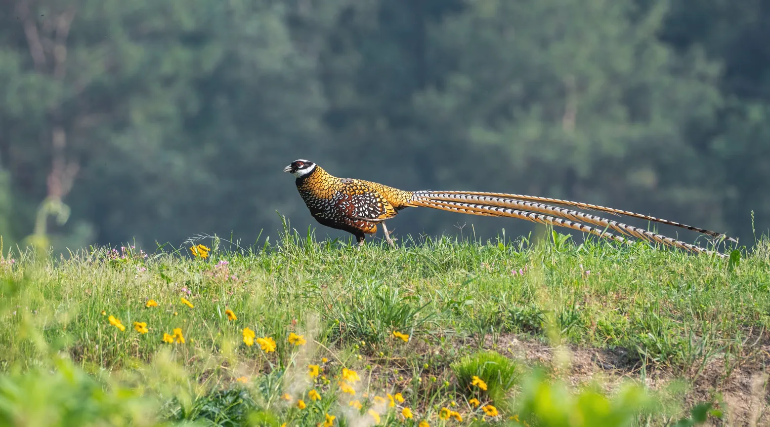 Reeve’s Pheasant © Wilbur Goh / Birdtour Asia