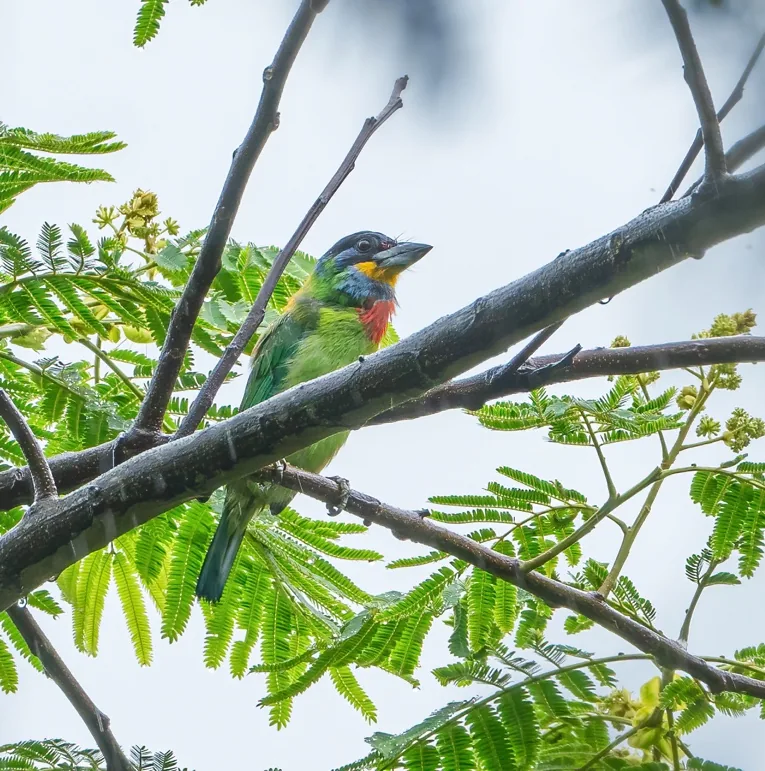 Silver Oriole and Chinese Barbet, Guangdong