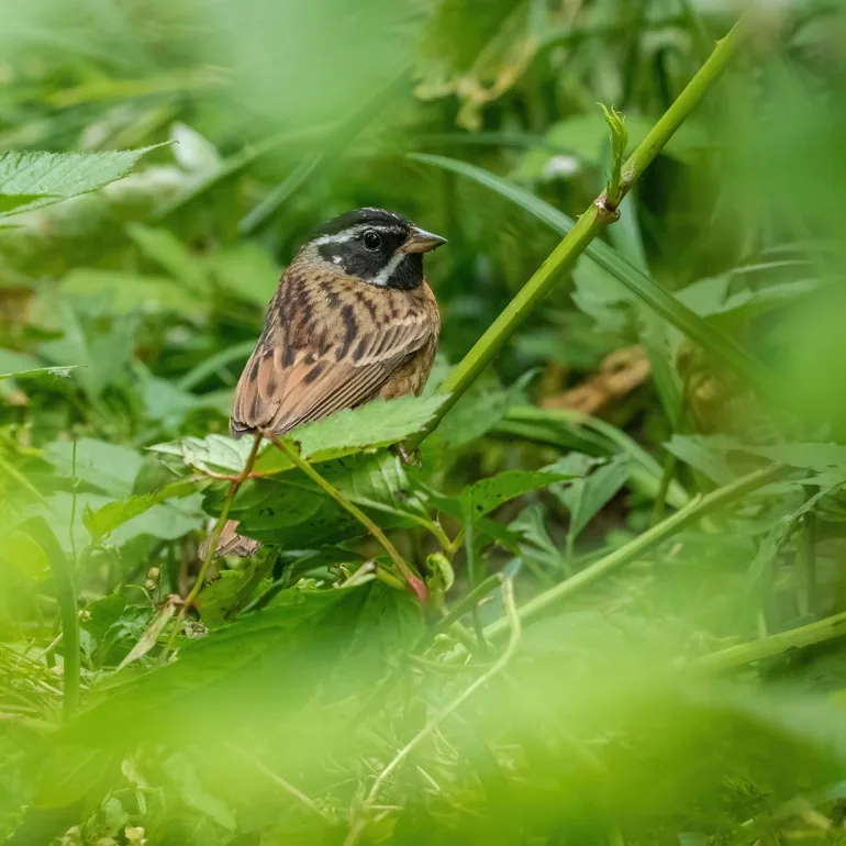 Reed Parrotbill and Tristram’s Bunting, Shanghai