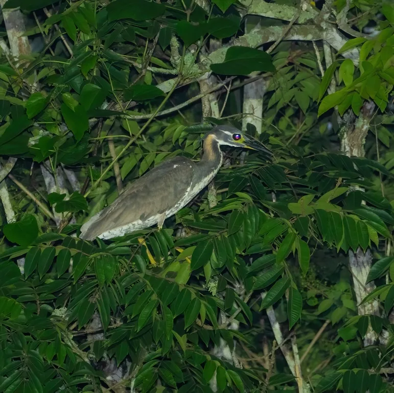 Silver Pheasant · photo: Rob Morris and White-eared Night Heron, Fujian