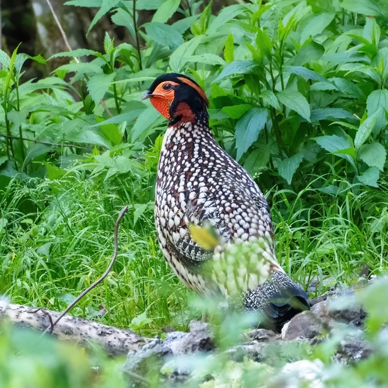 Elliot’s Pheasant and Cabot’s Tragopan, Emeifeng