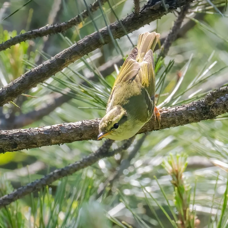 Chinese Bamboo Partridge and Hartert’s Leaf Warbler, Emeifeng