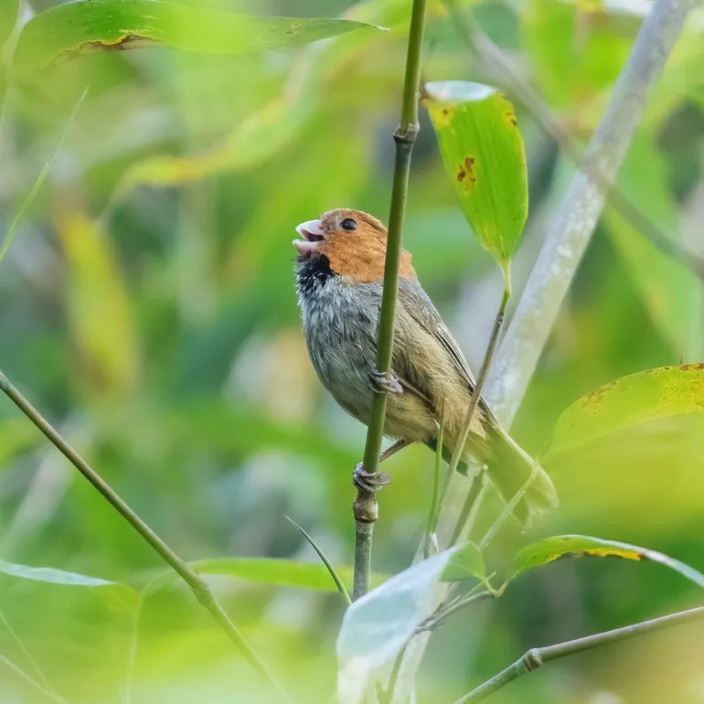 Pied Falconet and Short-tailed Parrotbill, Wuyuan