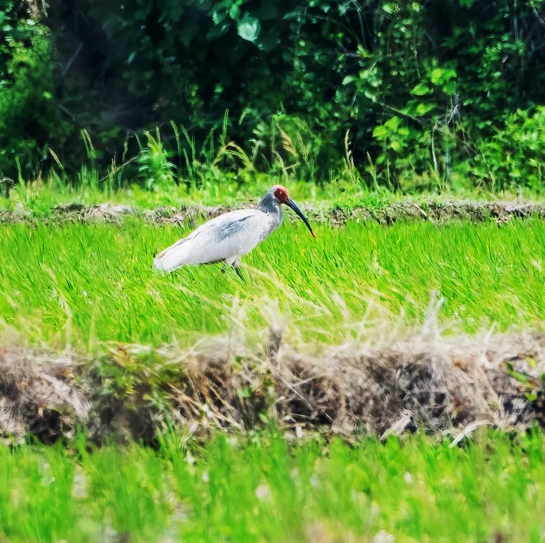 Japanese Scops Owl and Crested Ibis, Dongzhai