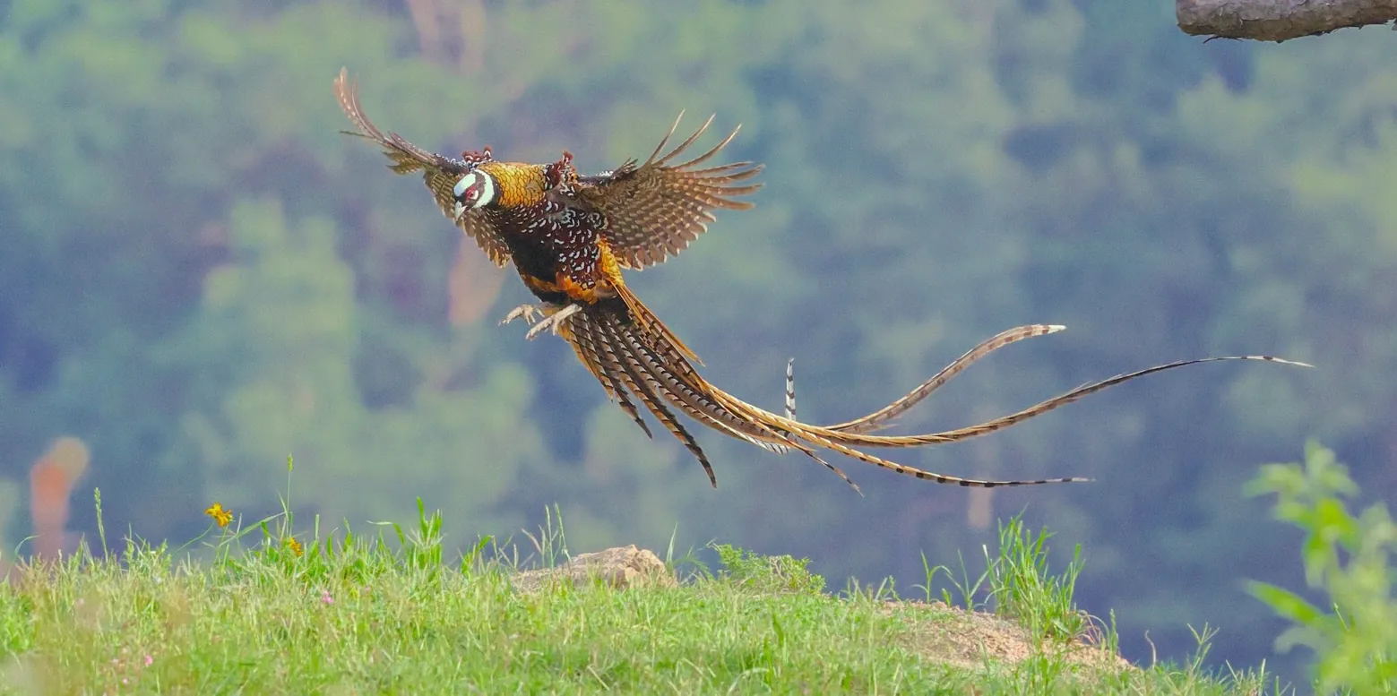 Reeves’s Pheasant, top © Rob Morris, bottom © Stefan Johansson, Dongzhai