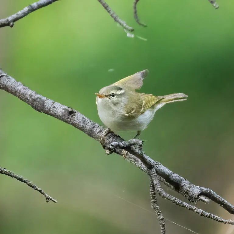 Godlewski’s Bunting and Claudia’s Leaf Warbler, Shanxi