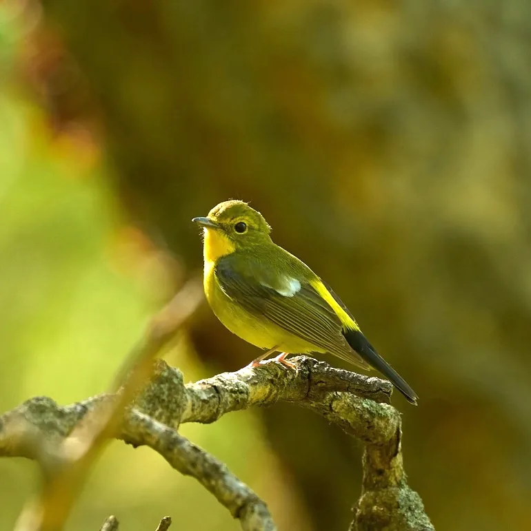 Zappey’s Flycatcher and Green-backed Flycatcher · photo: Rob Morris, Lingshan