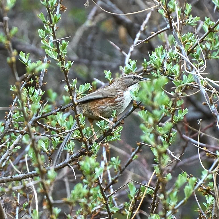 Chinese Beautiful Rosefinch and Beijing Babbler · photo: Rob Morris, Lingshan