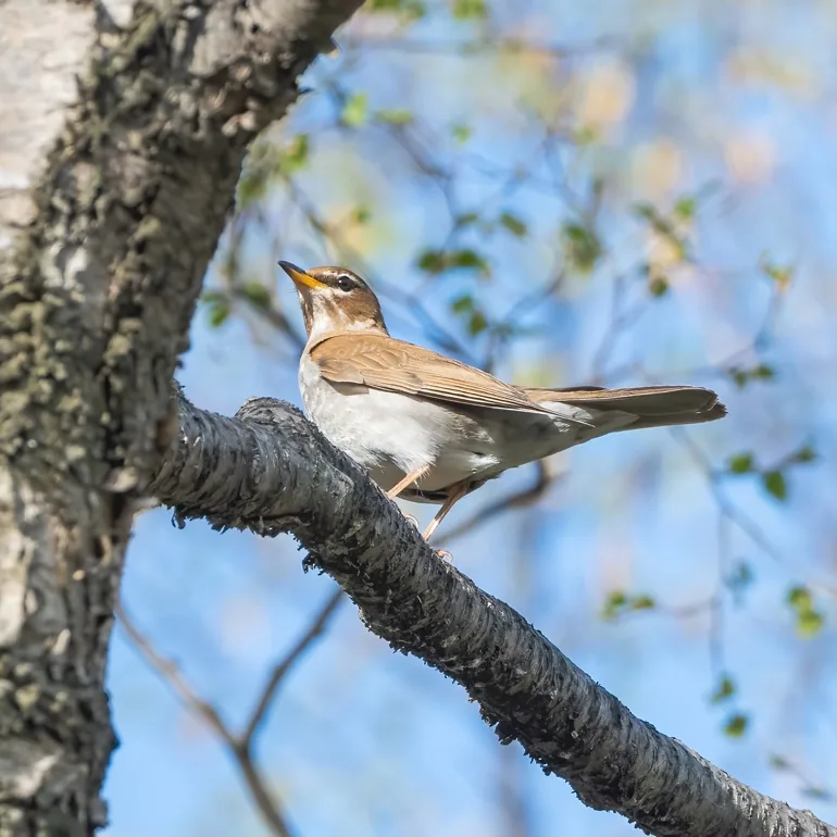 Meadow Bunting · photo: Rob Morris and Grey-sided Thrush, Lingshan