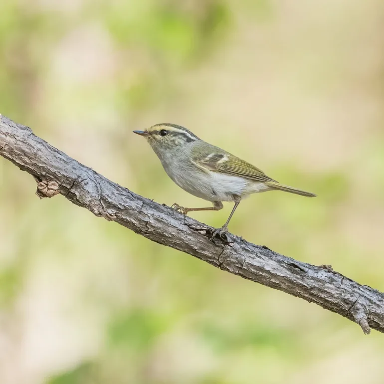 Yellow-bellied Tit and Chinese Leaf Warbler, Lingshan