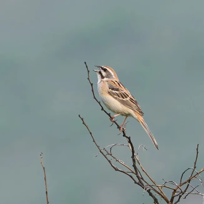 Jankowski’s Bunting · photo: Stefan Johansson (left), Inner Mongolia