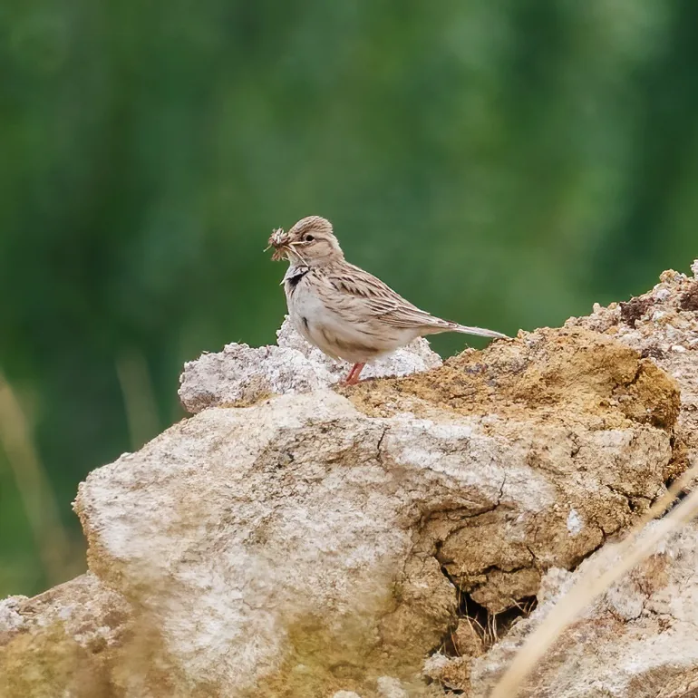 Chinese Grey Shrike · photo: Rob Morris and Asian Short-toed Lark, Jilin