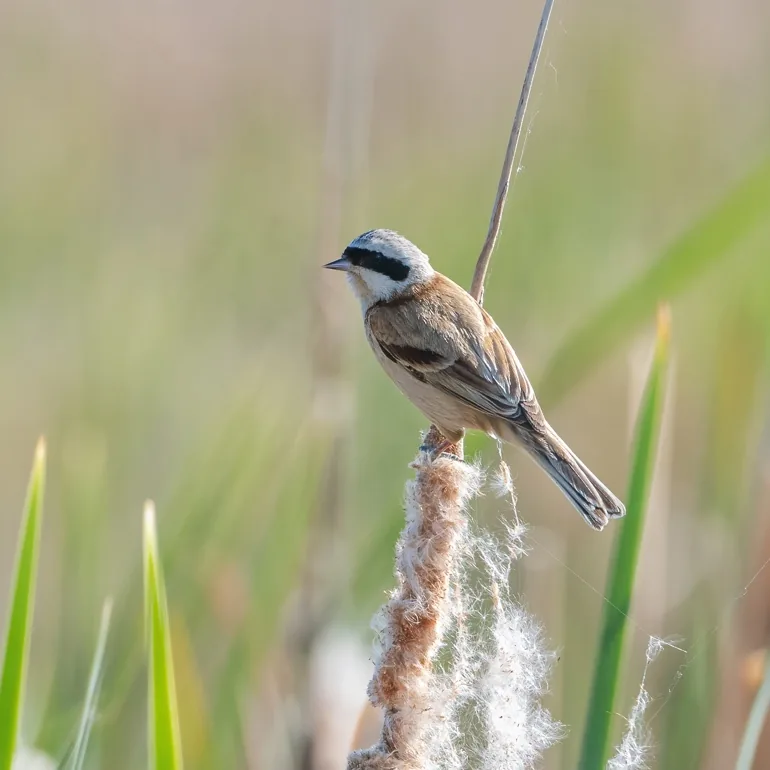 Oriental Stork · photo: Rob Morris and Chinese Penduline-tit, Jilin