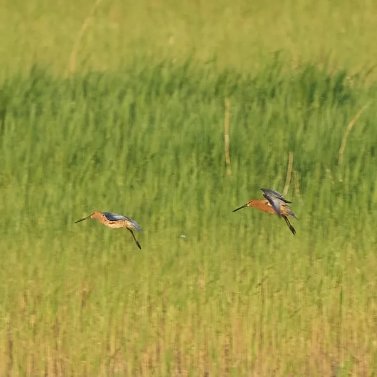 White-winged Tern and Asian Dowitcher · photo: Rob Morris, Jilin