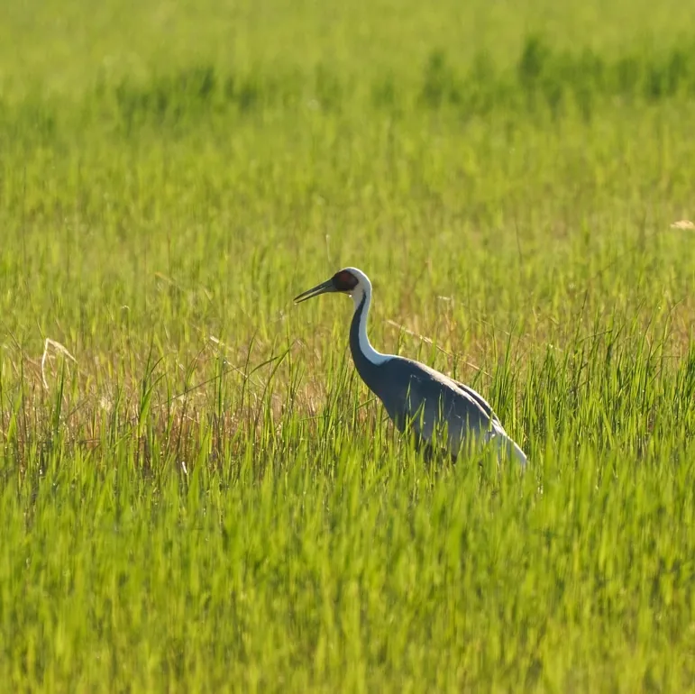 Lesser White-fronted Goose (bottom two) · photo: Rob Morris and White-naped Crane · photo: Rob Morris, Heilongjiang