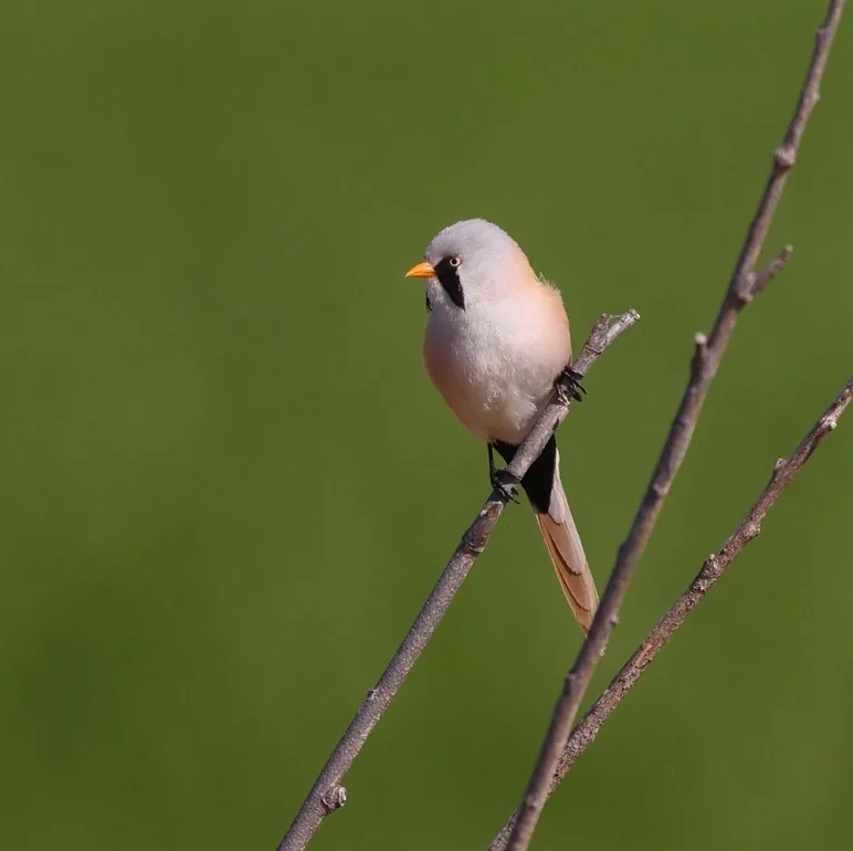 Baer’s Pochard · photo: Rob Morris and Bearded Reedling · photo: Stefan Johansson, Heilongjiang