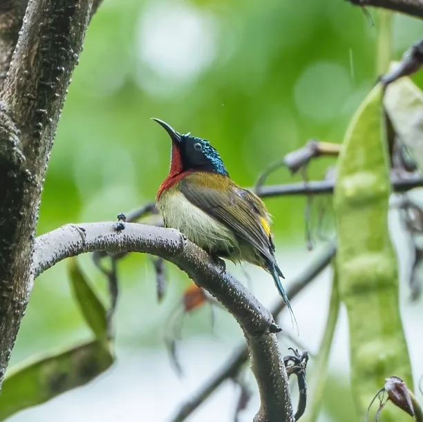 Chinese Hwamei and Fork-tailed Sunbird, Guangdong