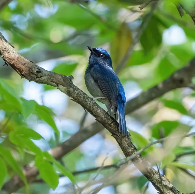 Grey-sided Scimitar Babbler and Small Niltava, Fujian