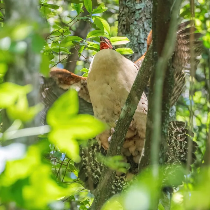 Cabot’s Tragopan, Emeifeng