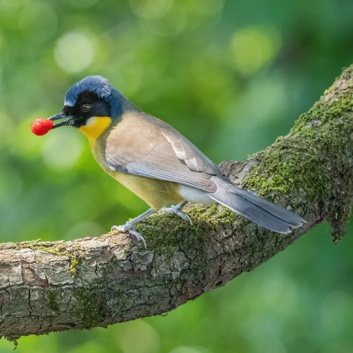 Eurasian Jay and Blue-crowned Laughingthrush, Wuyuan