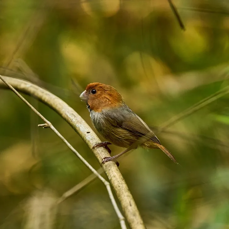 Pied Falconet and Short-tailed Parrotbill · photo: Rob Morris, Wuyuan