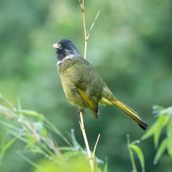 Brownish-flanked Bush Warbler and Collared Finchbill, Dongzhai