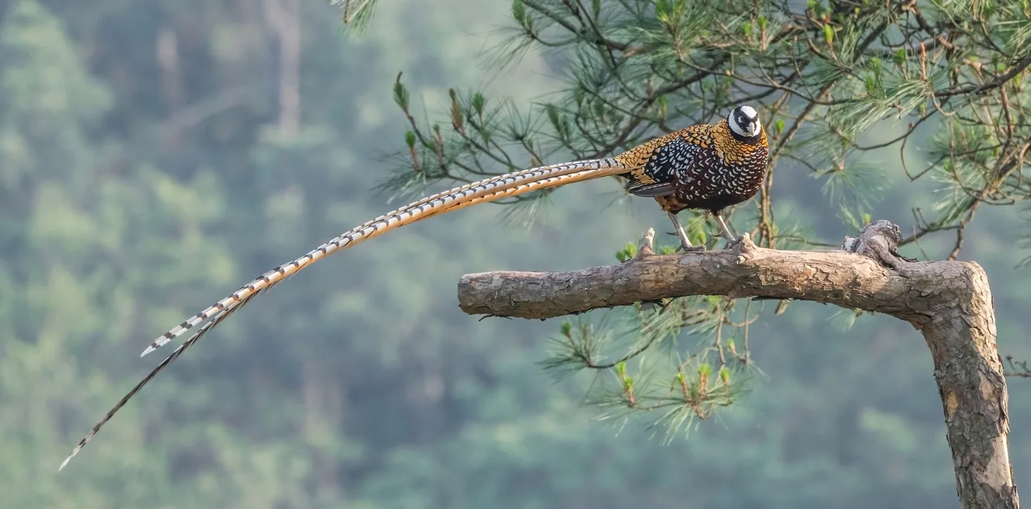 Reeve’s Pheasant, Dongzhai