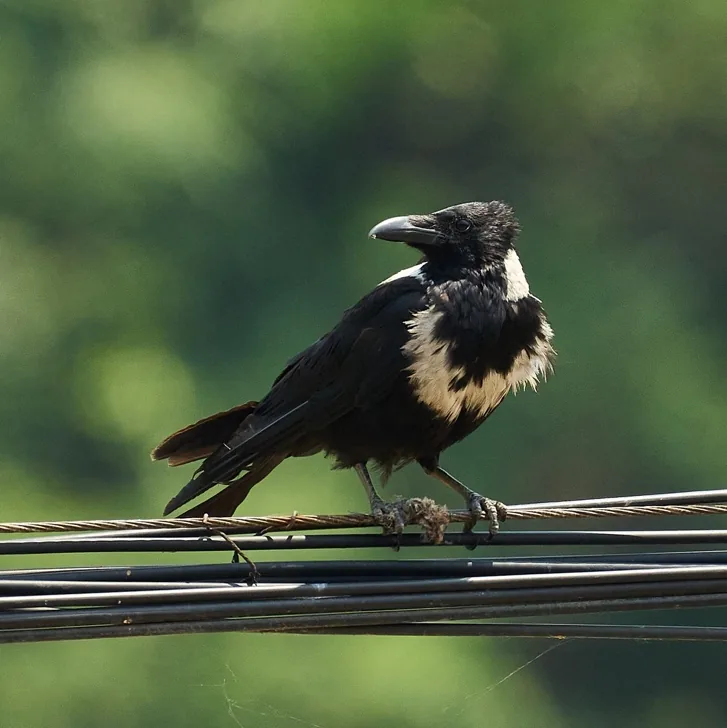 Oriental Scops Owl and Collared Crow · photo: Rob Morris, Dongzhai