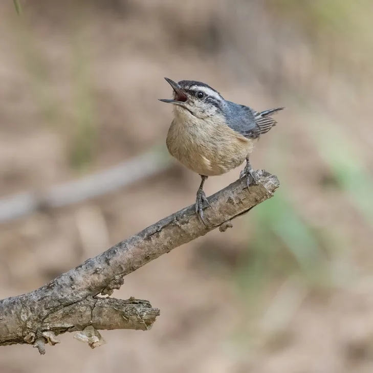 Claudia’s Leaf Warbler and Chinese Nuthatch, Shanxi