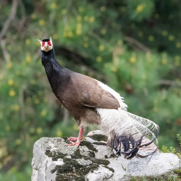 Himalayan Owl · photo: Rob Morris and Brown Eared Pheasant, Shanxi