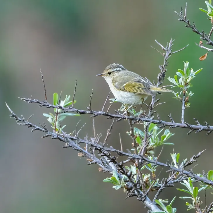 Zappey’s Flycatcher and Chinese Leaf Warbler, Lingshan