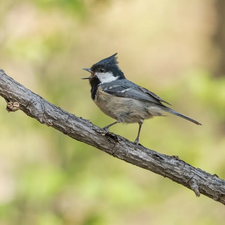 Eurasian Nuthatch and Coal Tit, Lingshan