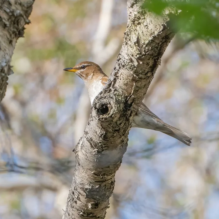 Meadow Bunting and Grey-sided Thrush, Lingshan
