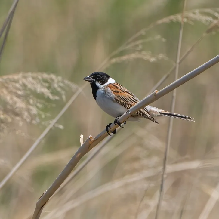 Whiskered Tern and Common Reed Bunting, Jilin