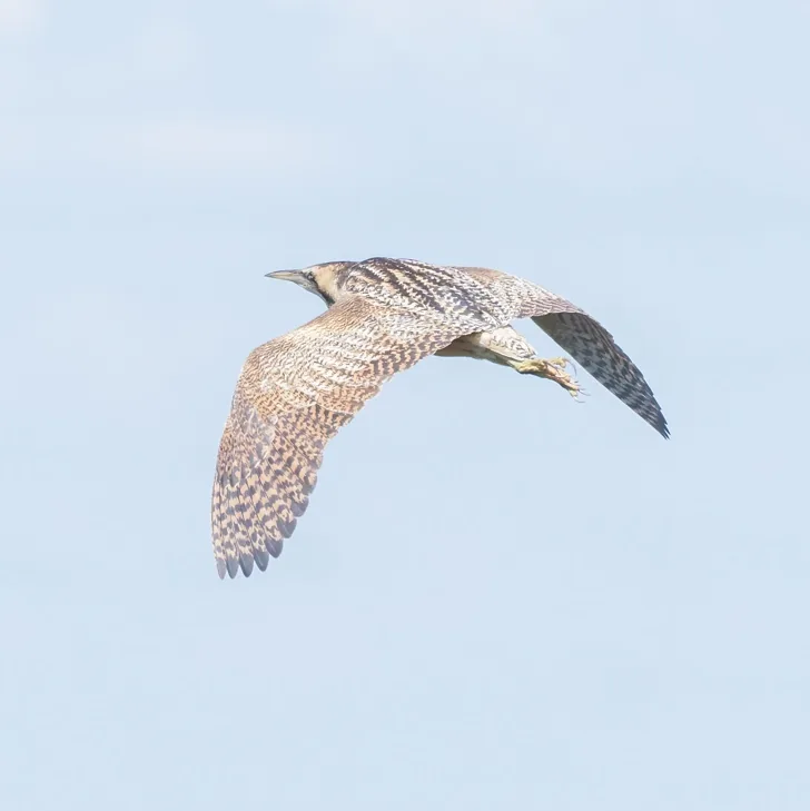 Oriental Pratincole and Great Bittern, Jilin
